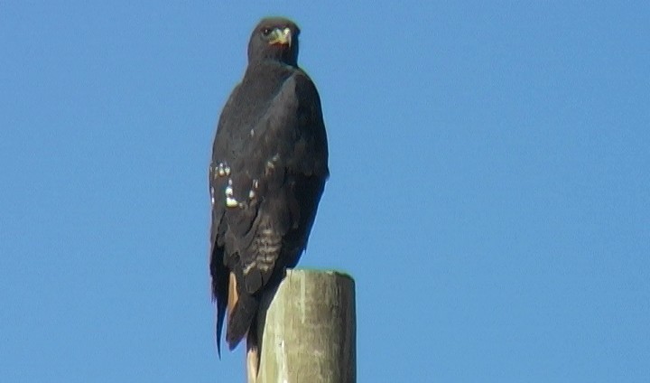 Augur Buzzard (Augur) - ML327503211