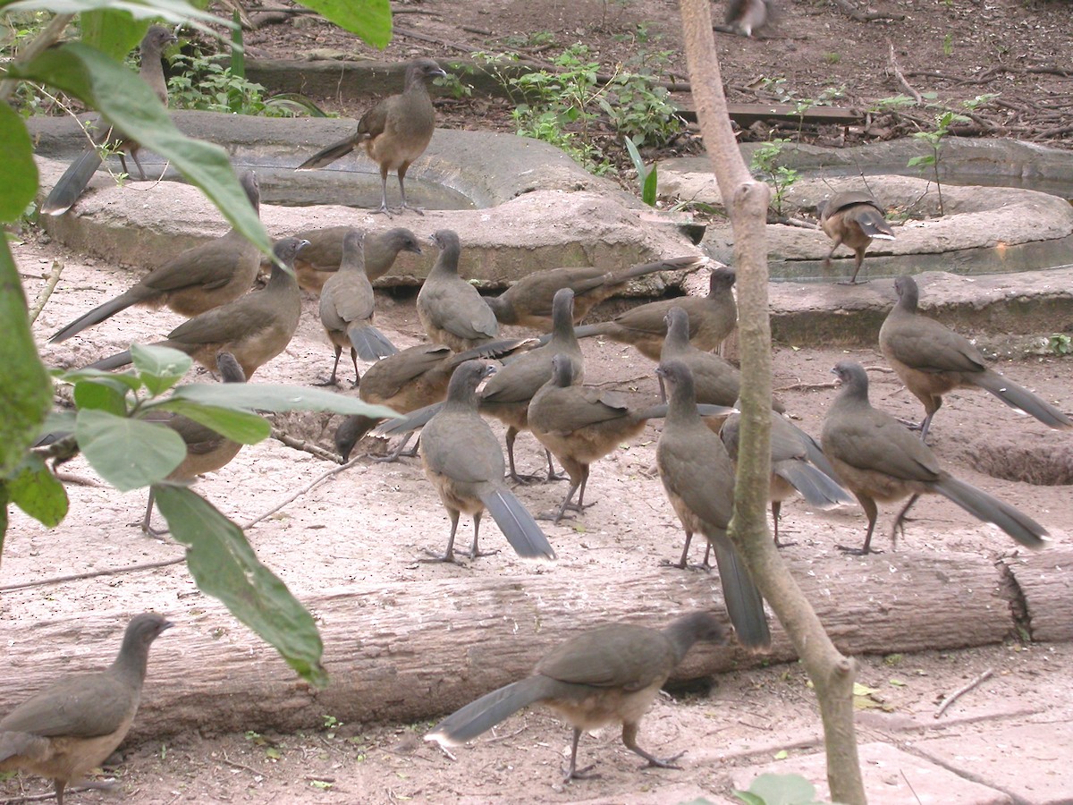 Plain Chachalaca - ML32750461