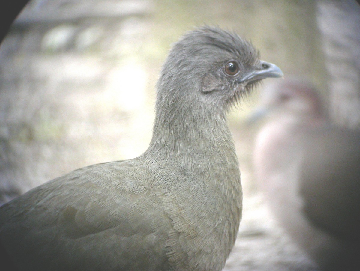 Chachalaca Norteña - ML32750471