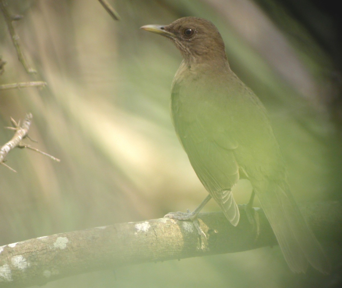 Clay-colored Thrush - ML32750481