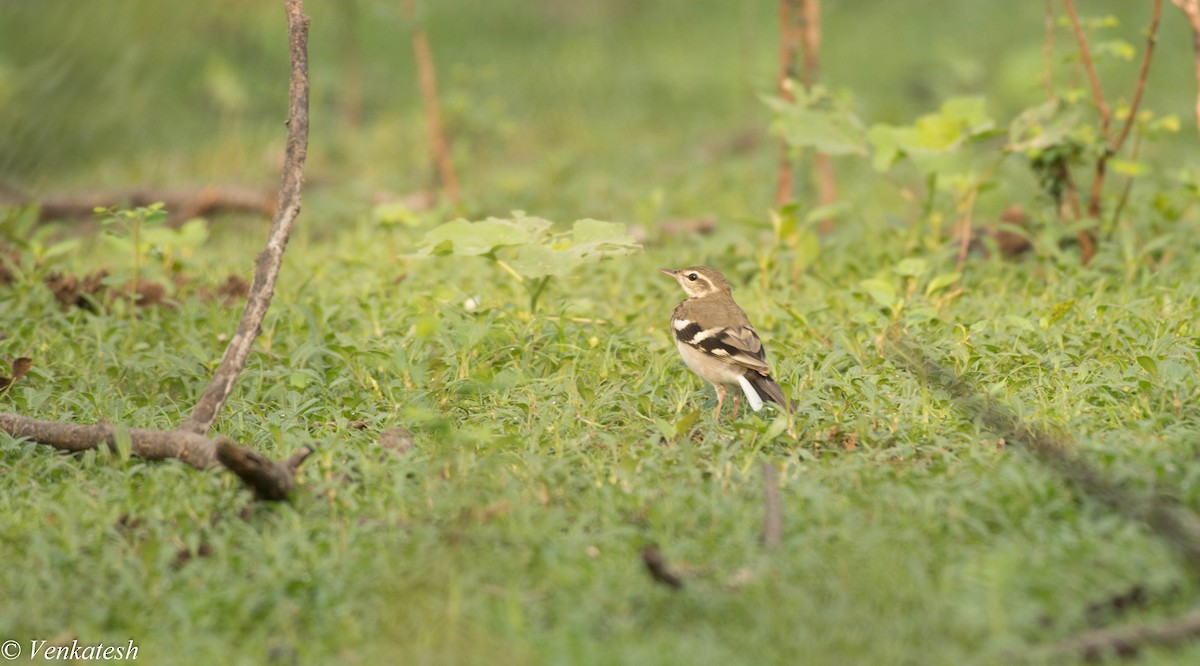 Forest Wagtail - Venkatesh  R