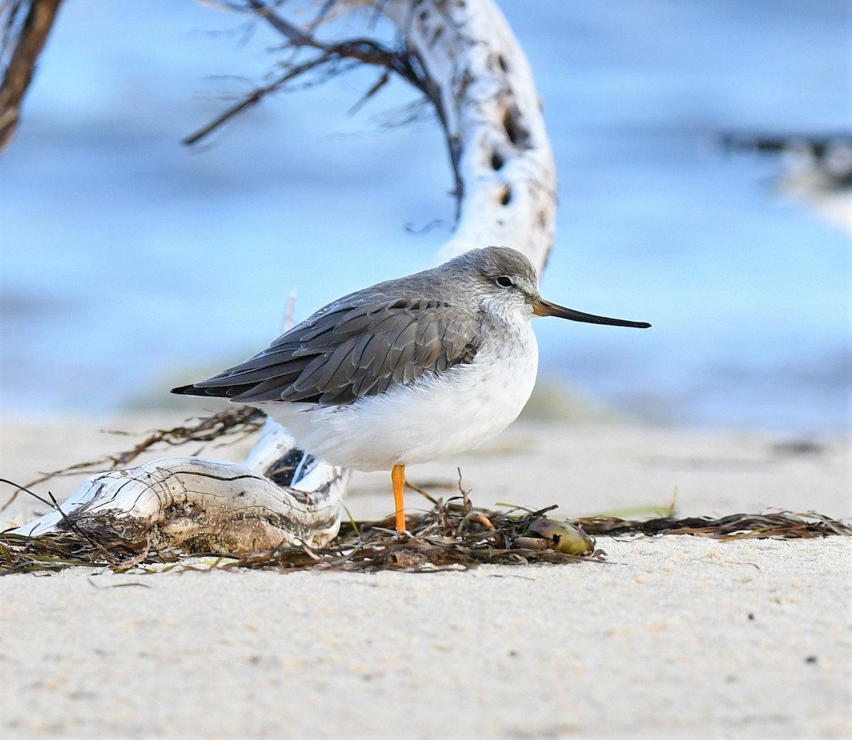 Terek Sandpiper - Robert Anderson