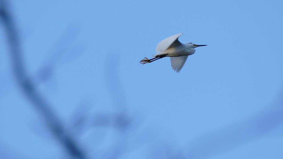 Snowy Egret - ML327505171