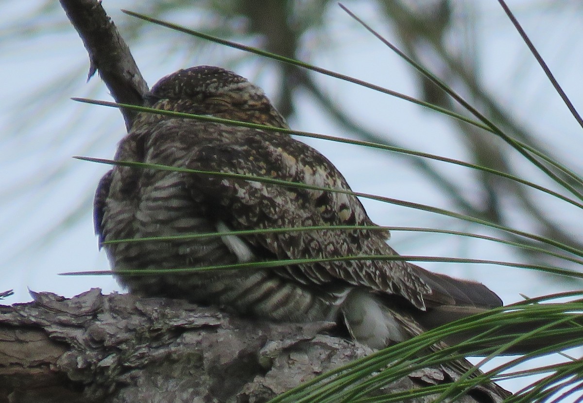 Common Nighthawk - Julie Rand