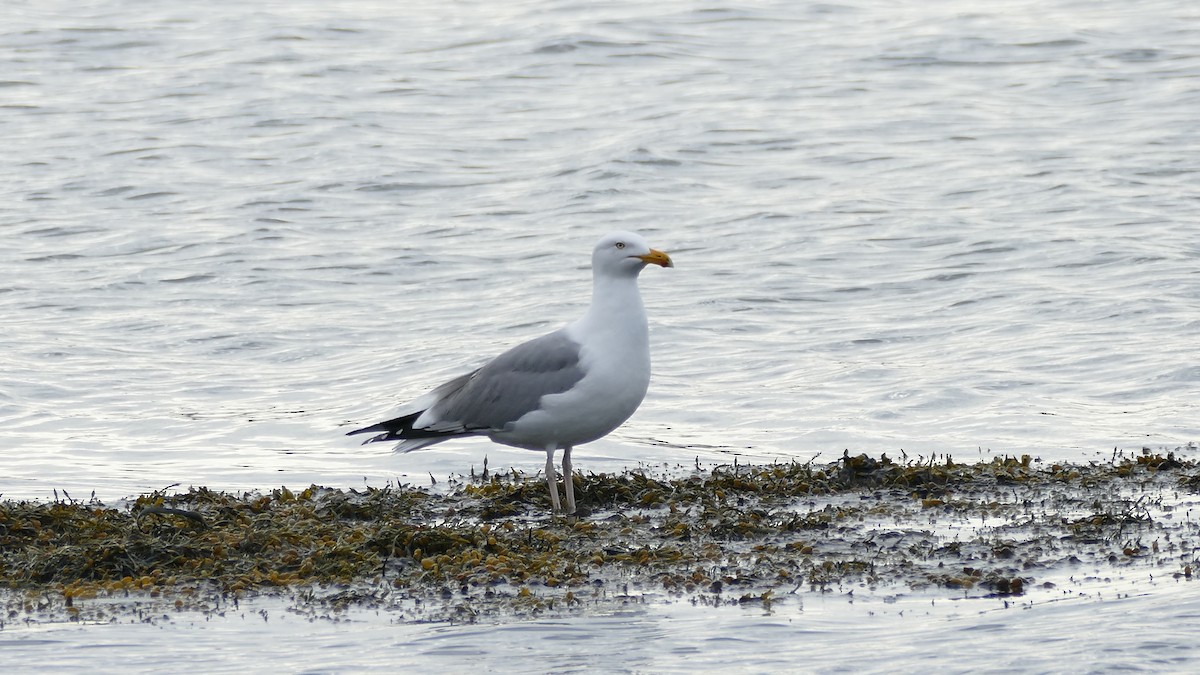 Silbermöwe (Kanadamöwe) - ML327506761