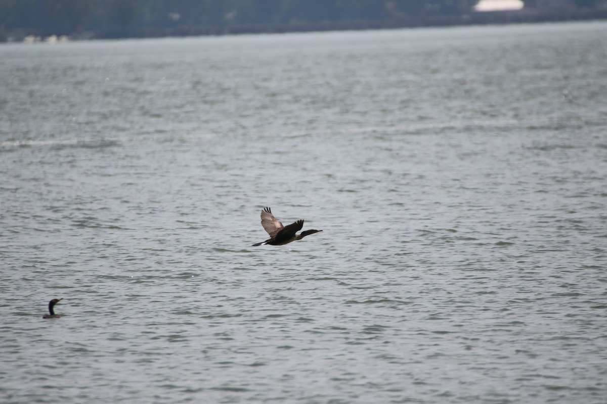 Double-crested Cormorant - ML327507031