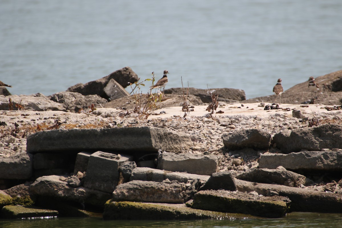 Killdeer - ML327507231