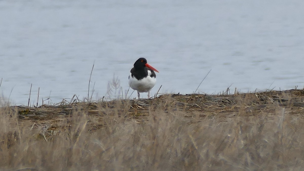 American Oystercatcher - ML327507241