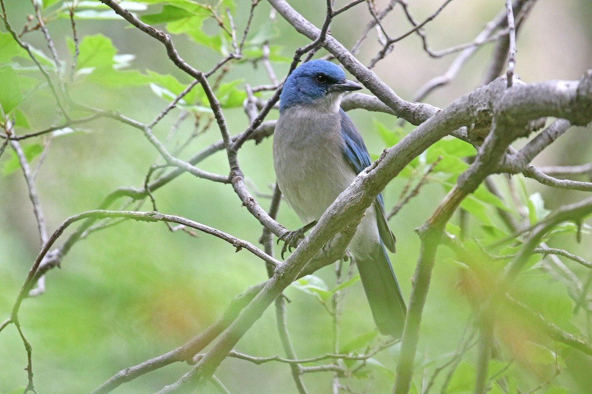 Mexican Jay (Couch's) - ML327507301
