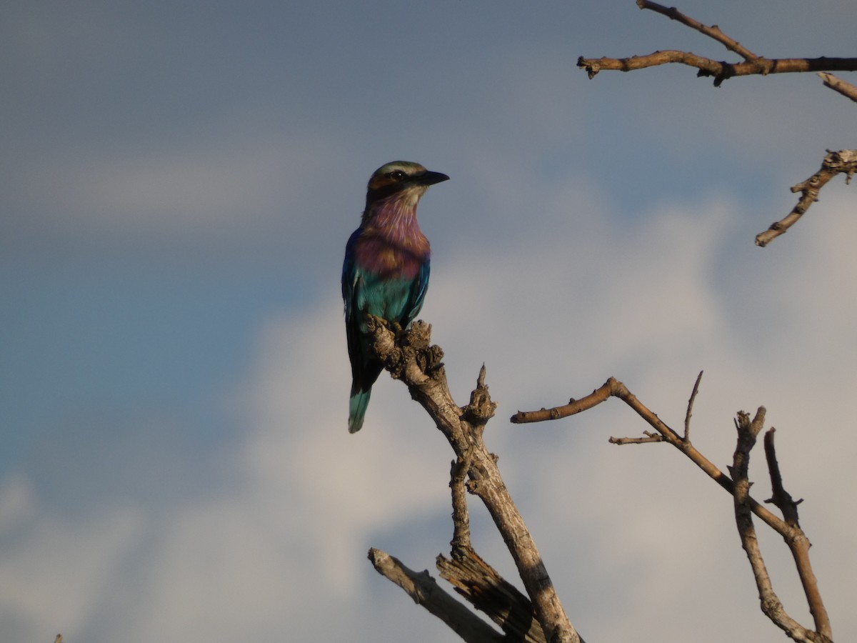 Lilac-breasted Roller - ML327508021