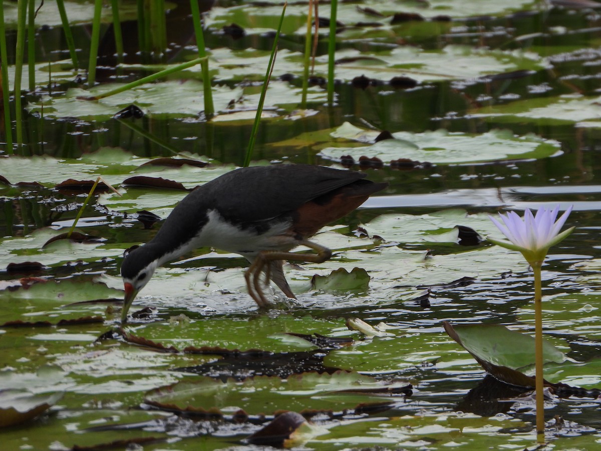 White-breasted Waterhen - Andy Lee
