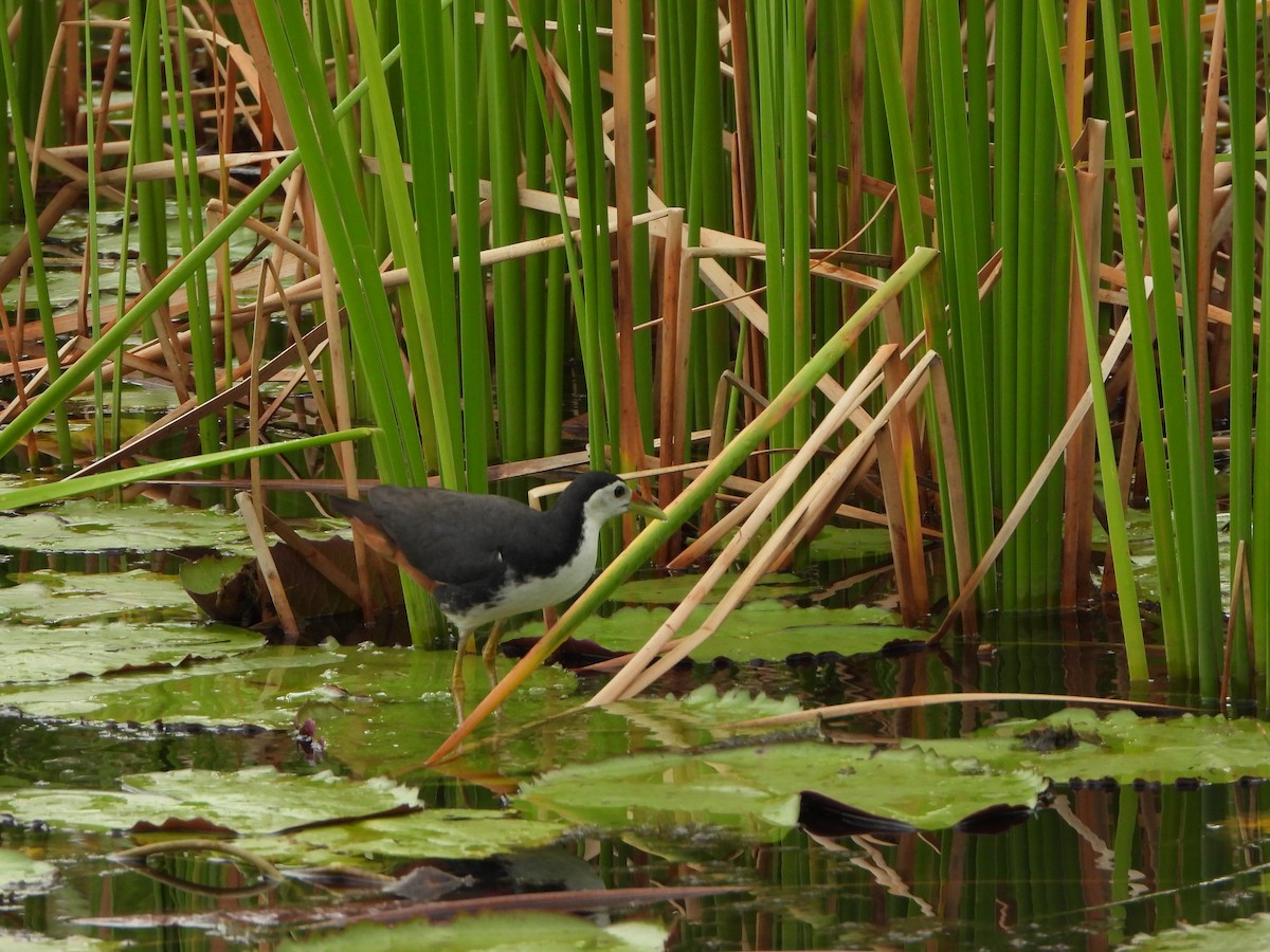 White-breasted Waterhen - Andy Lee