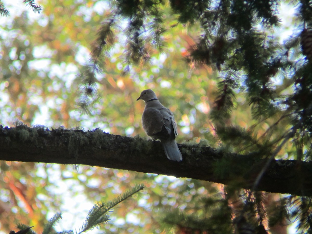 Eurasian Collared-Dove - ML32750841