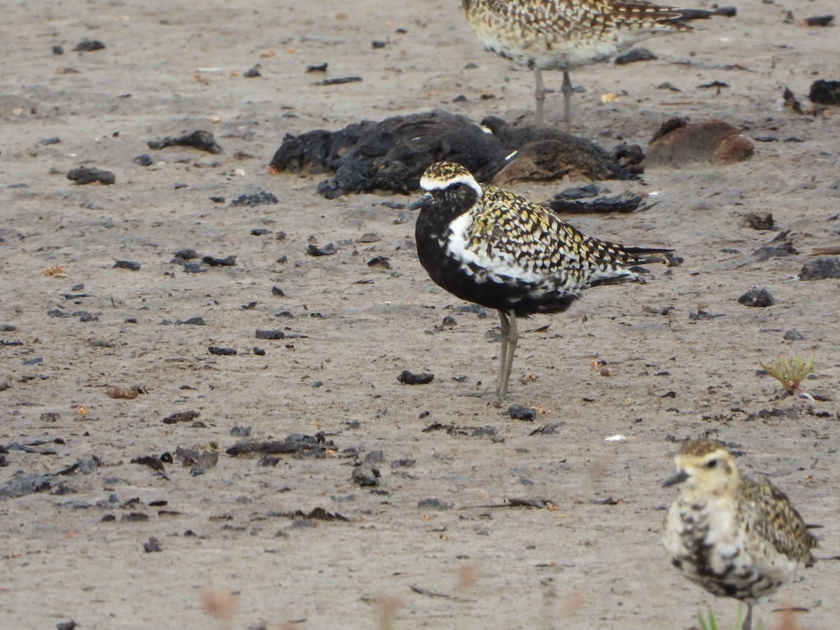 Pacific Golden-Plover - Andy Lee