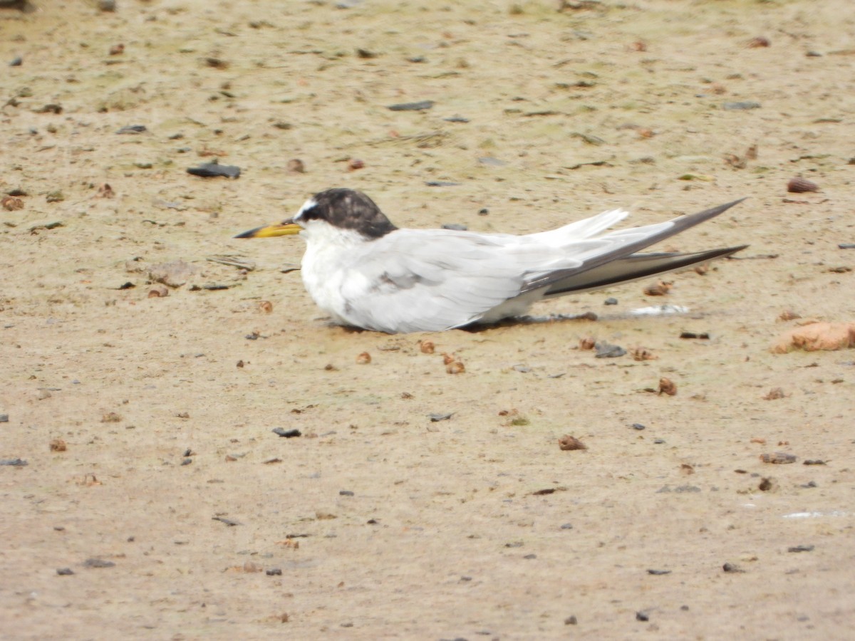 Little Tern - ML327508691