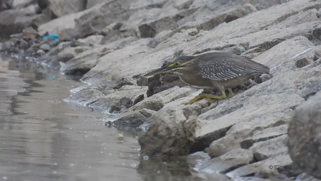 Striated Heron - ML327509671