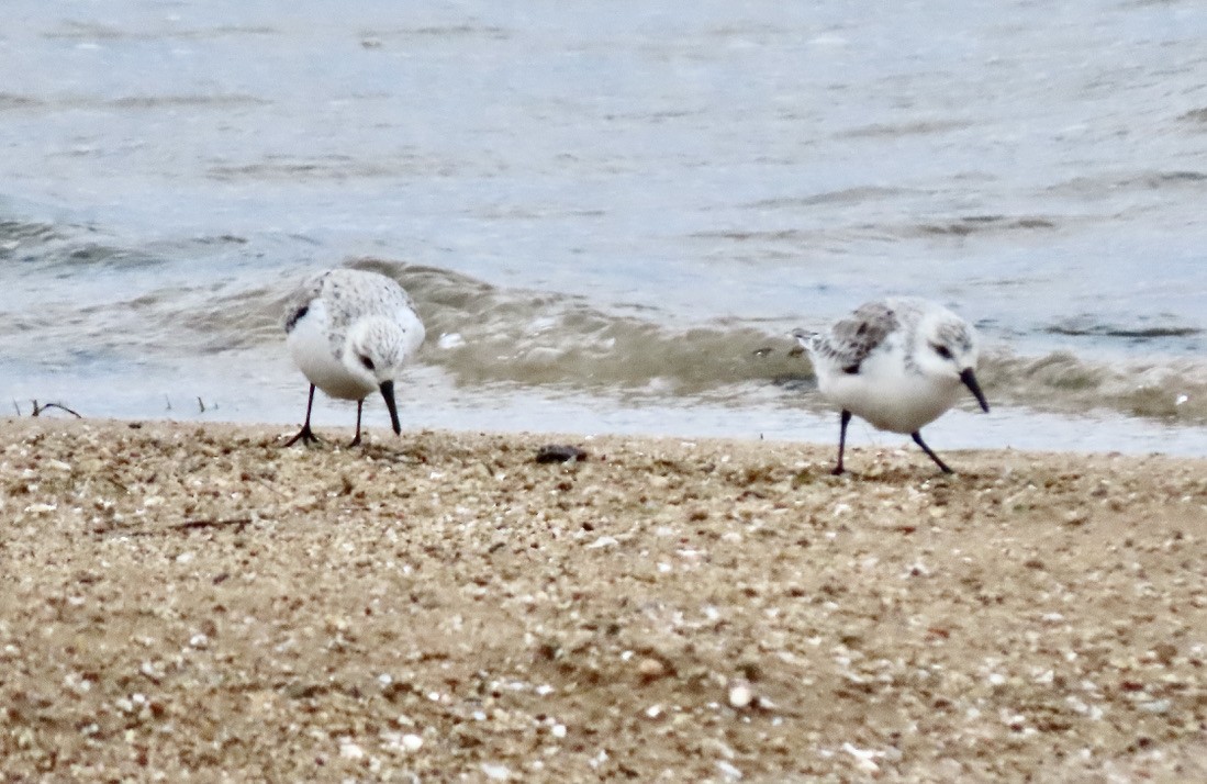 Bécasseau sanderling - ML327511261