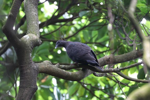 Black Wood-Pigeon - Columba janthina - Media Search