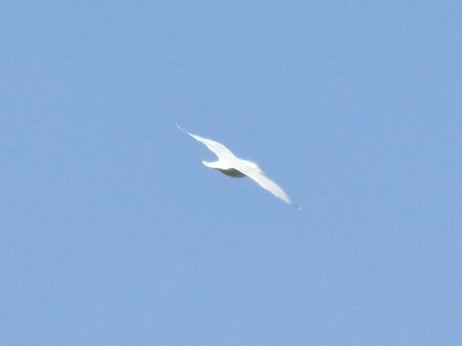 Iceland Gull - ML327512171