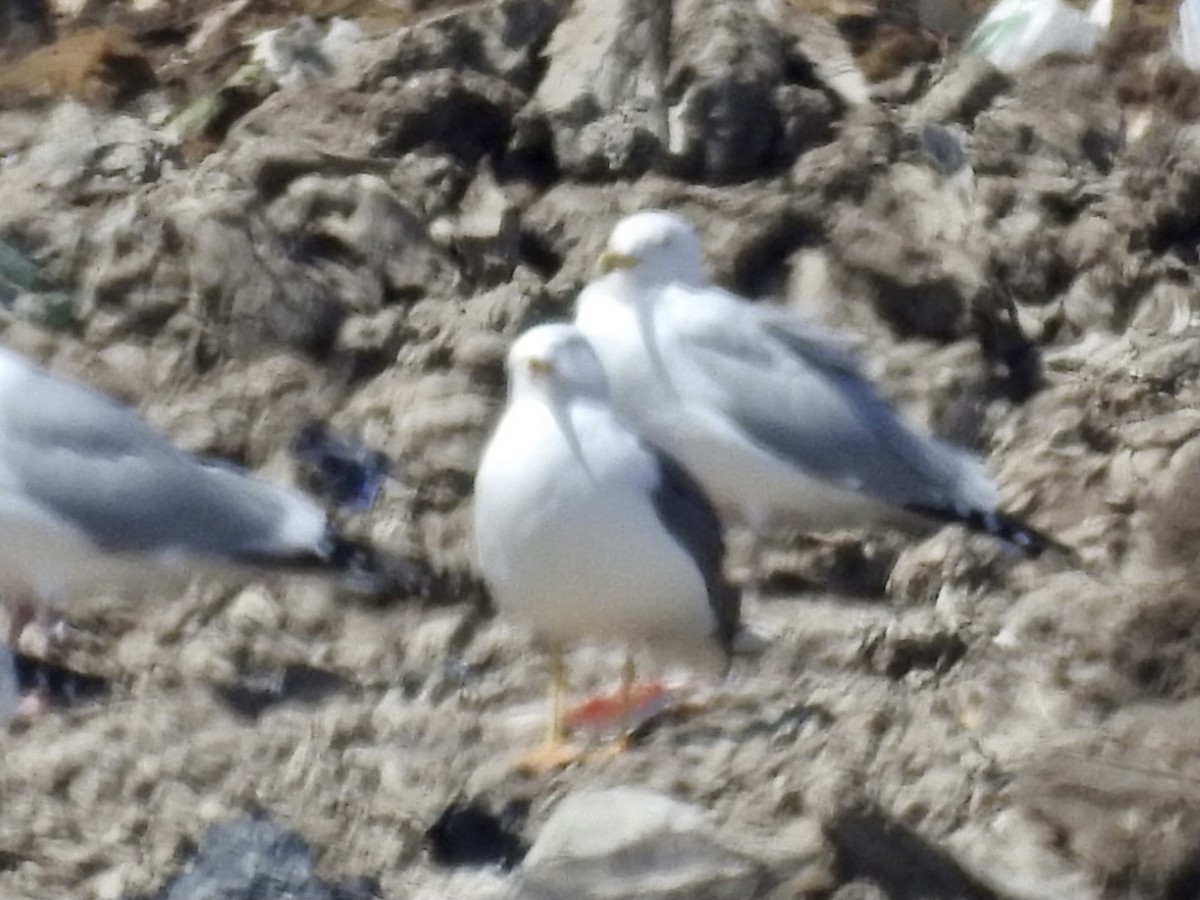 Lesser Black-backed Gull - ML327512241