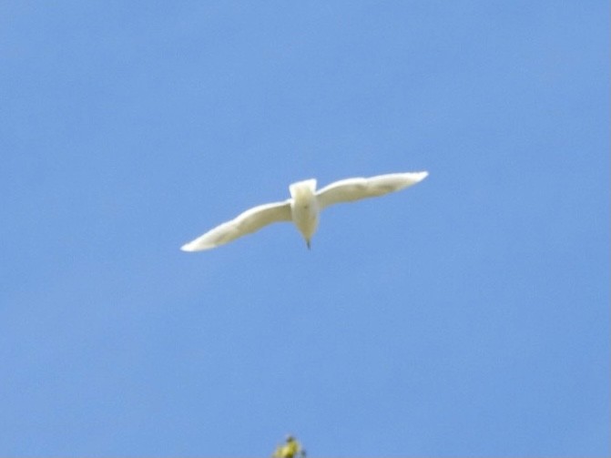 Glaucous Gull - ML327512271