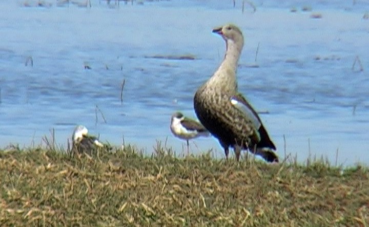 Blue-winged Goose - ML327514071