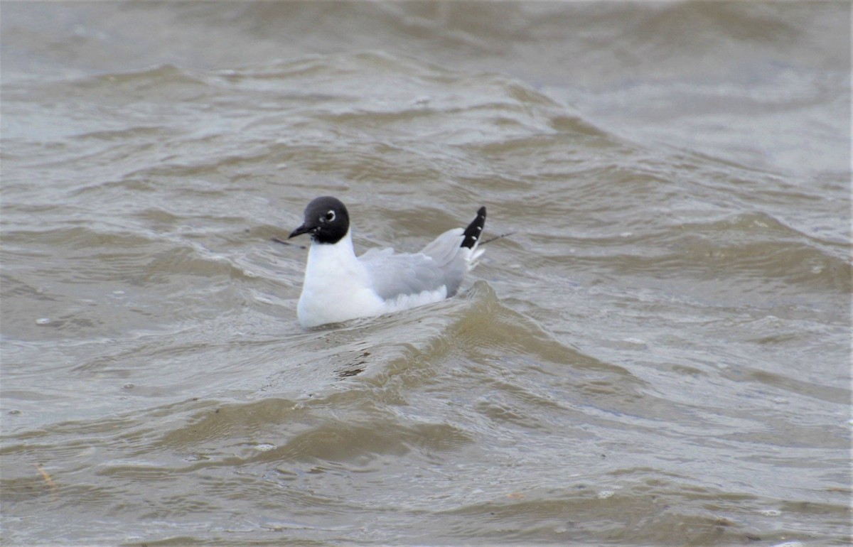 Bonaparte's Gull - ML327514731