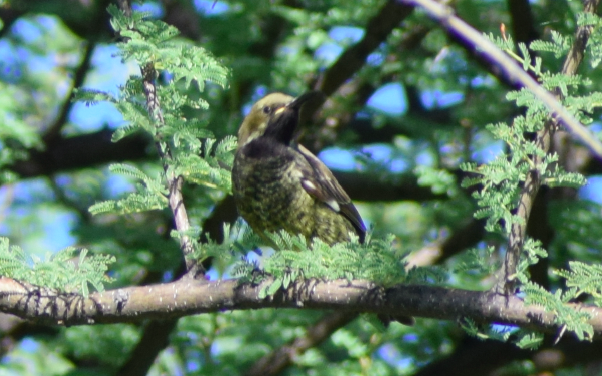 Scarlet-chested Sunbird - ML327515751