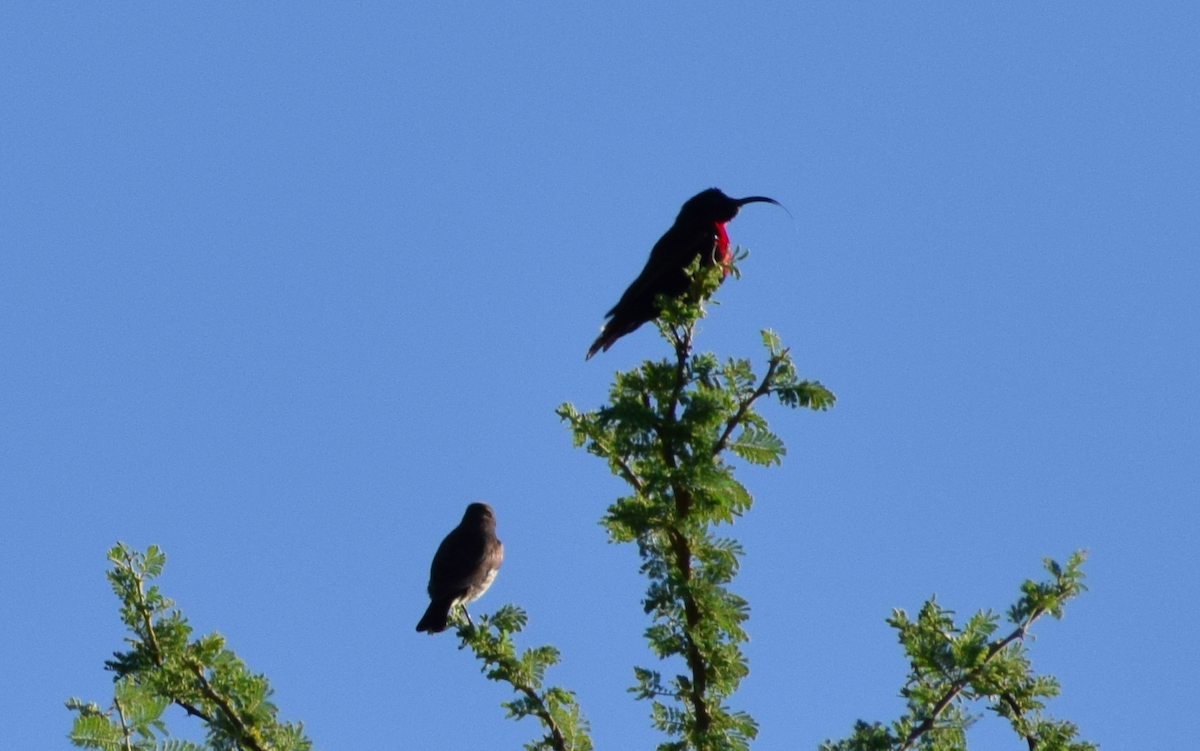 Scarlet-chested Sunbird - ML327515771