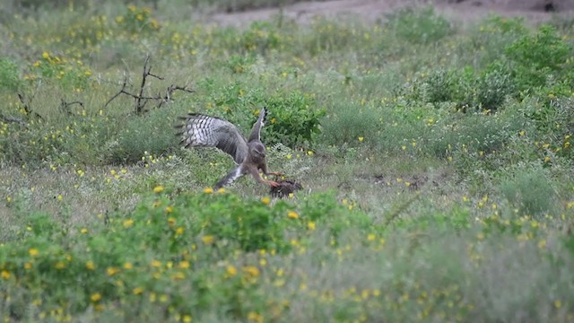 Pale Chanting-Goshawk - ML327516391