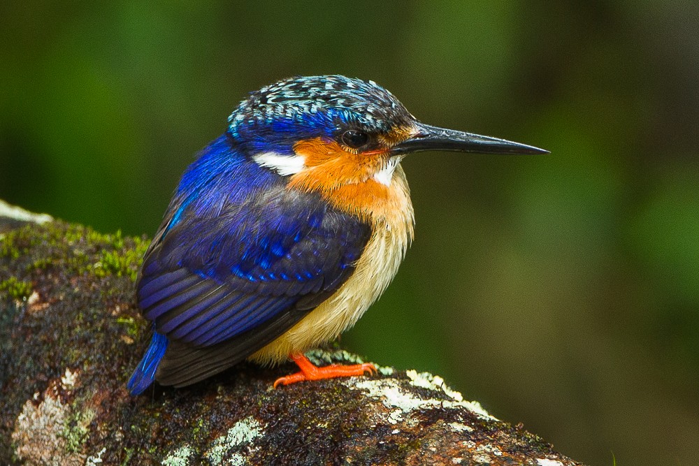 Malagasy Kingfisher - Francesco Veronesi