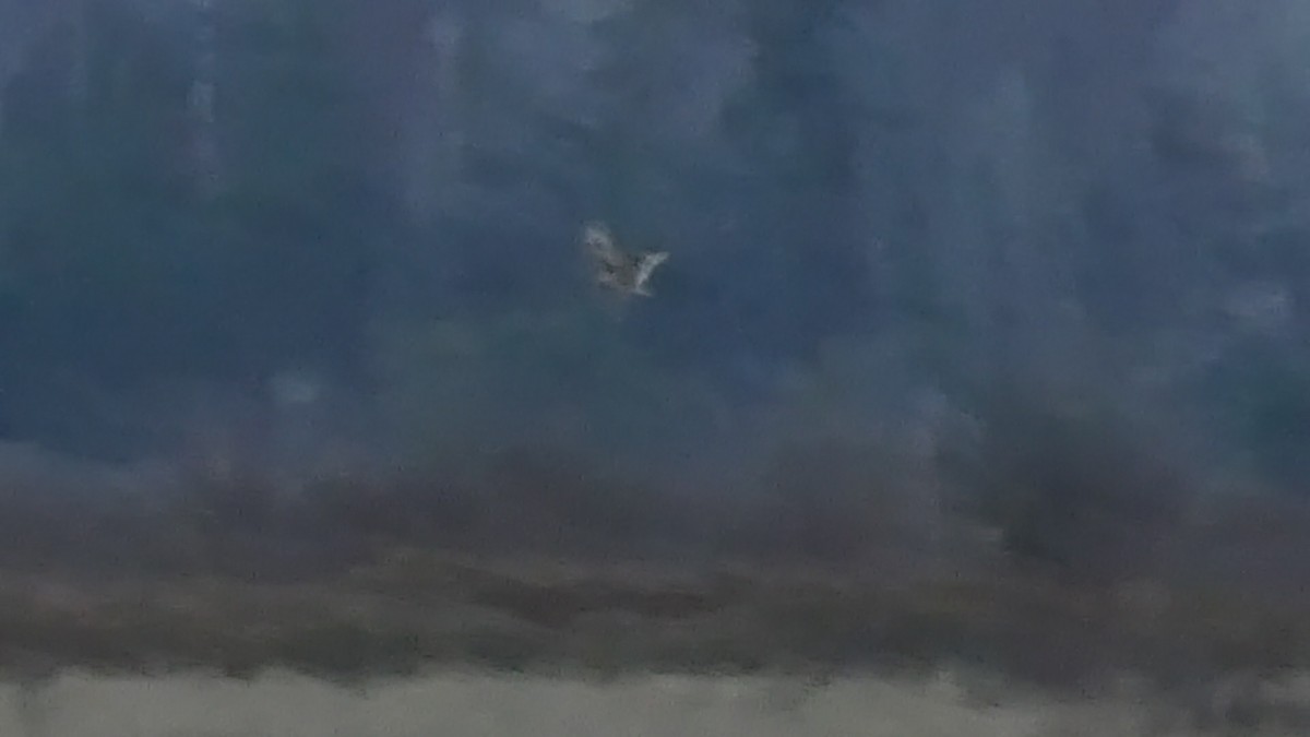 短耳鴞 - ML327516851