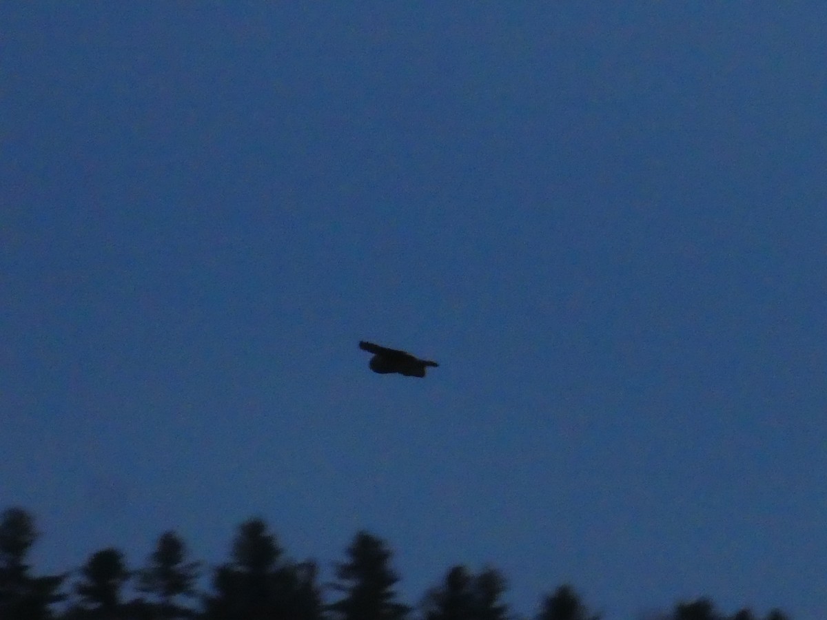 Хулгар гуйванга - ML327516901