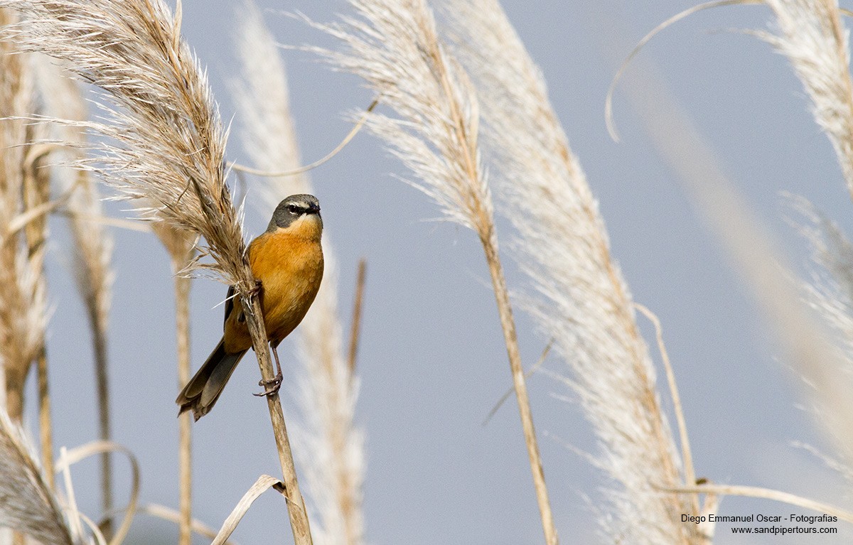 Long-tailed Reed Finch - ML32751831