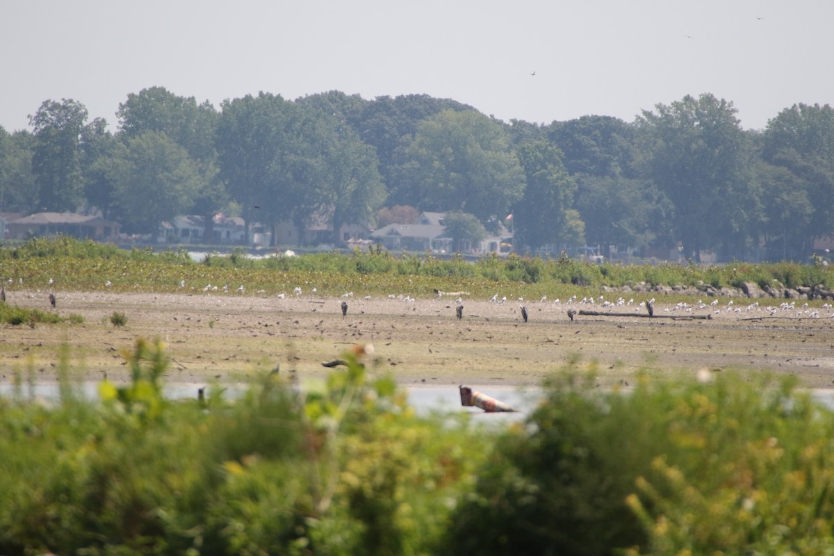 Great Blue Heron - Alexandria Horne