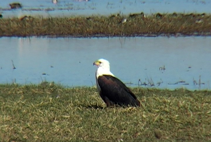 African Fish-Eagle - ML327521431