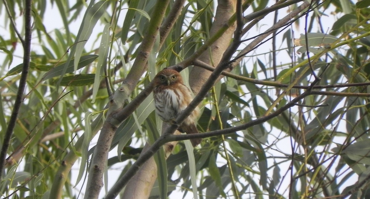 Ferruginous Pygmy-Owl - ML327522941