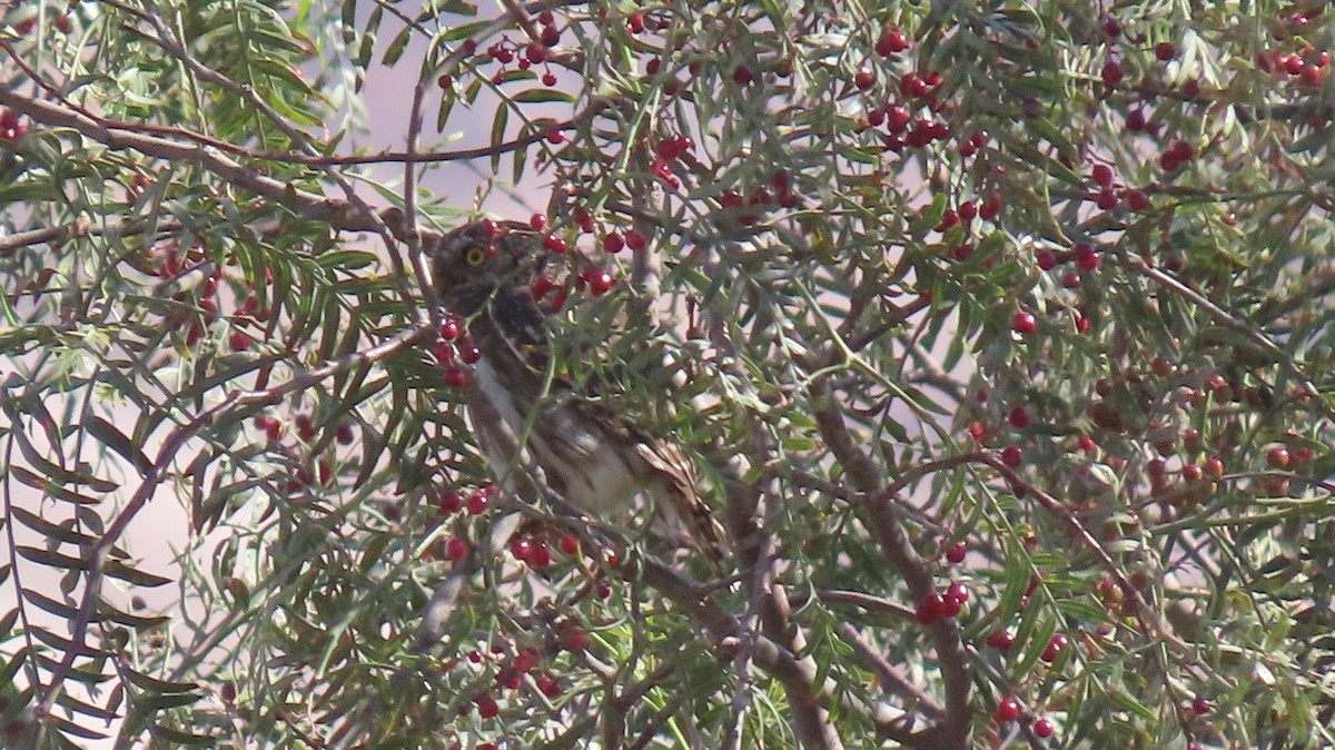 Peruvian Pygmy-Owl - ML327523271