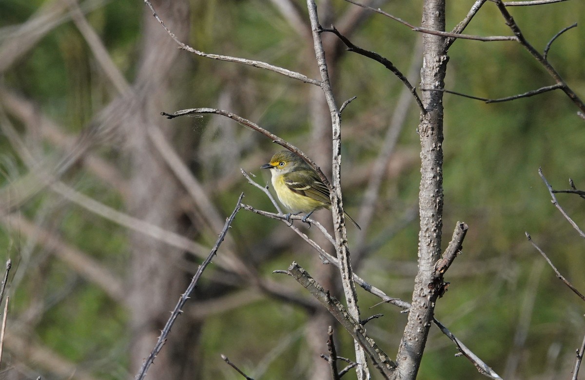 White-eyed Vireo - ML327523521