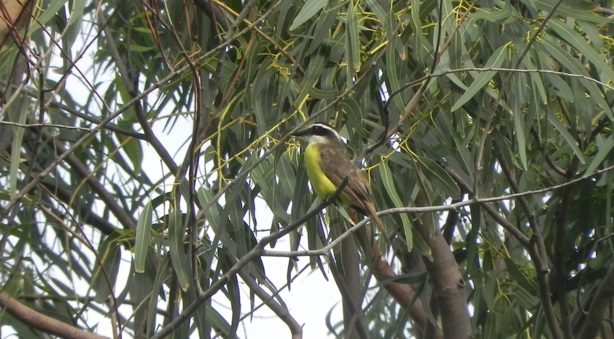 Great Kiskadee - ML327523561