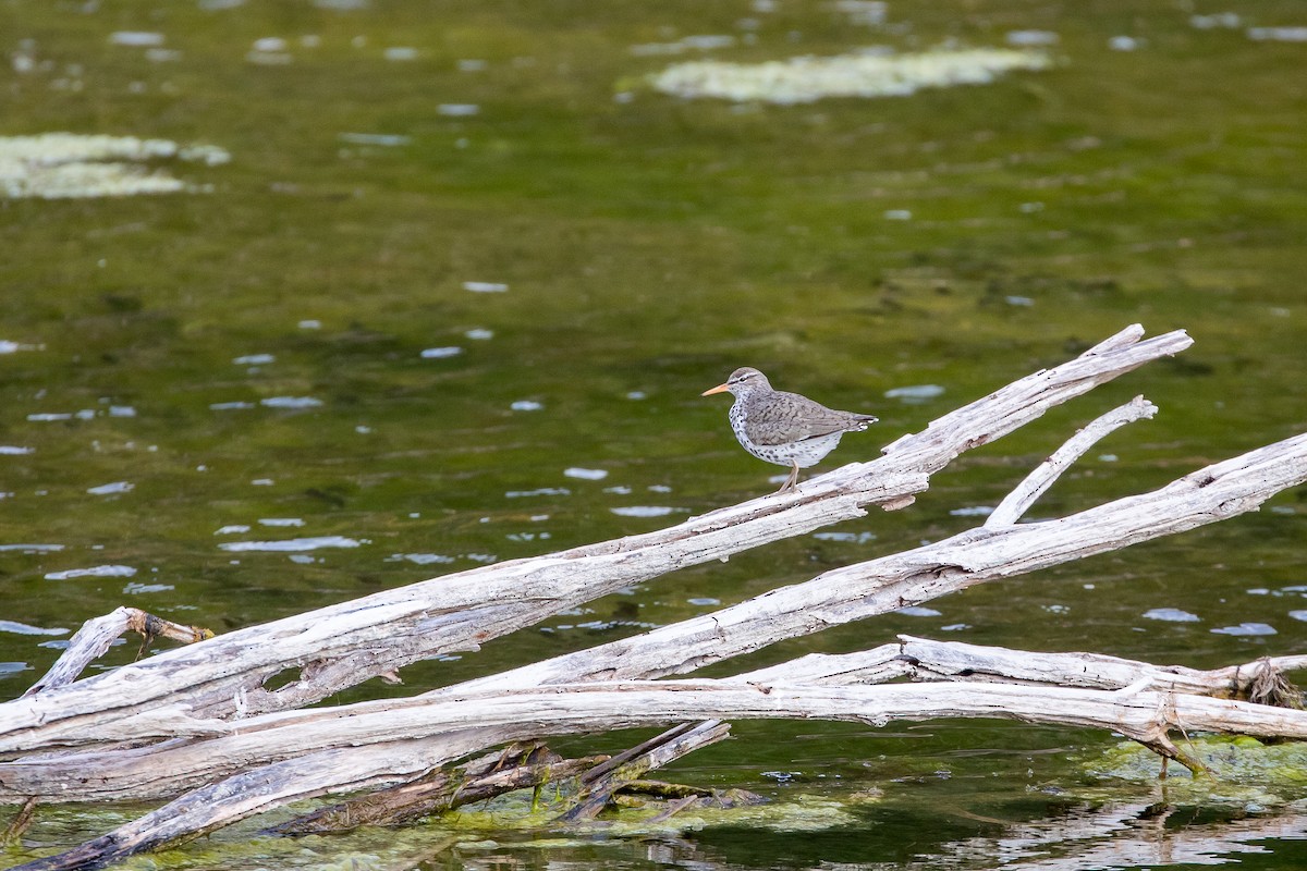 Spotted Sandpiper - Heidi Erland