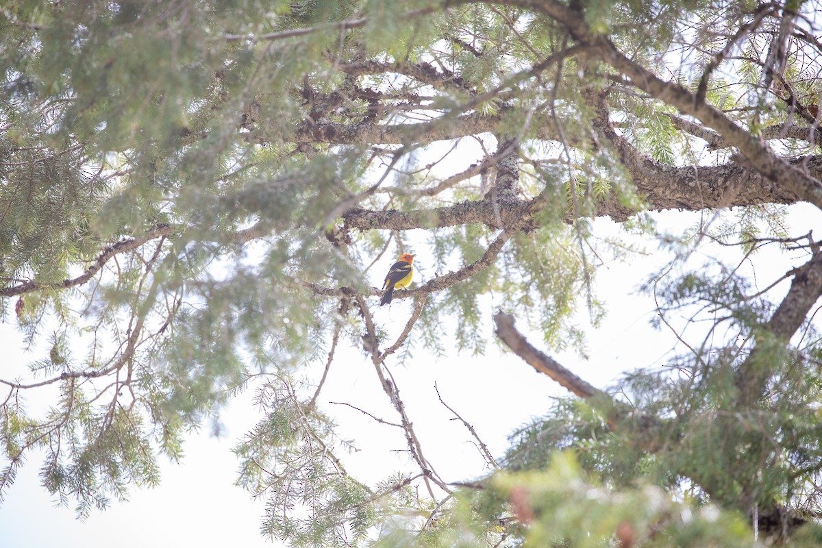 Western Tanager - ML327523981