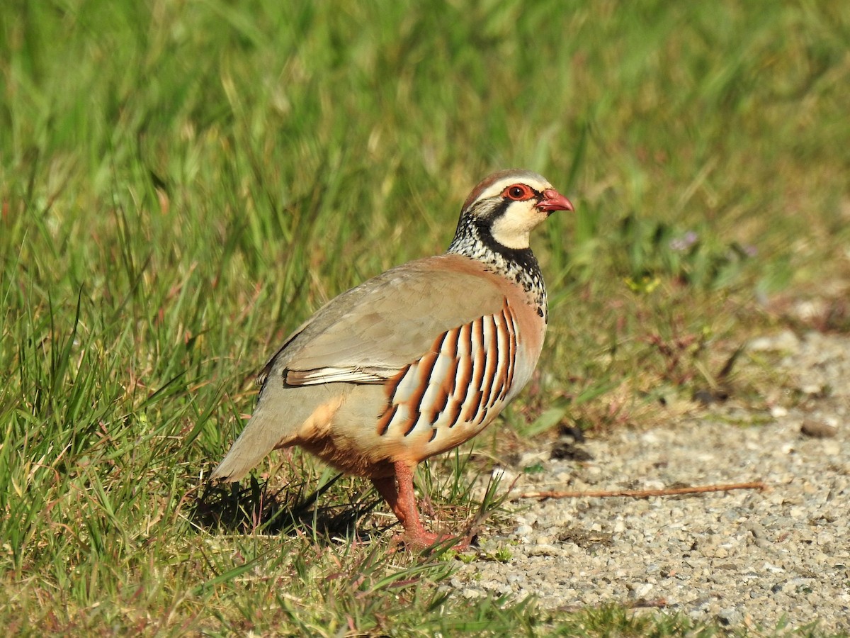 Red-legged Partridge - ML327524961