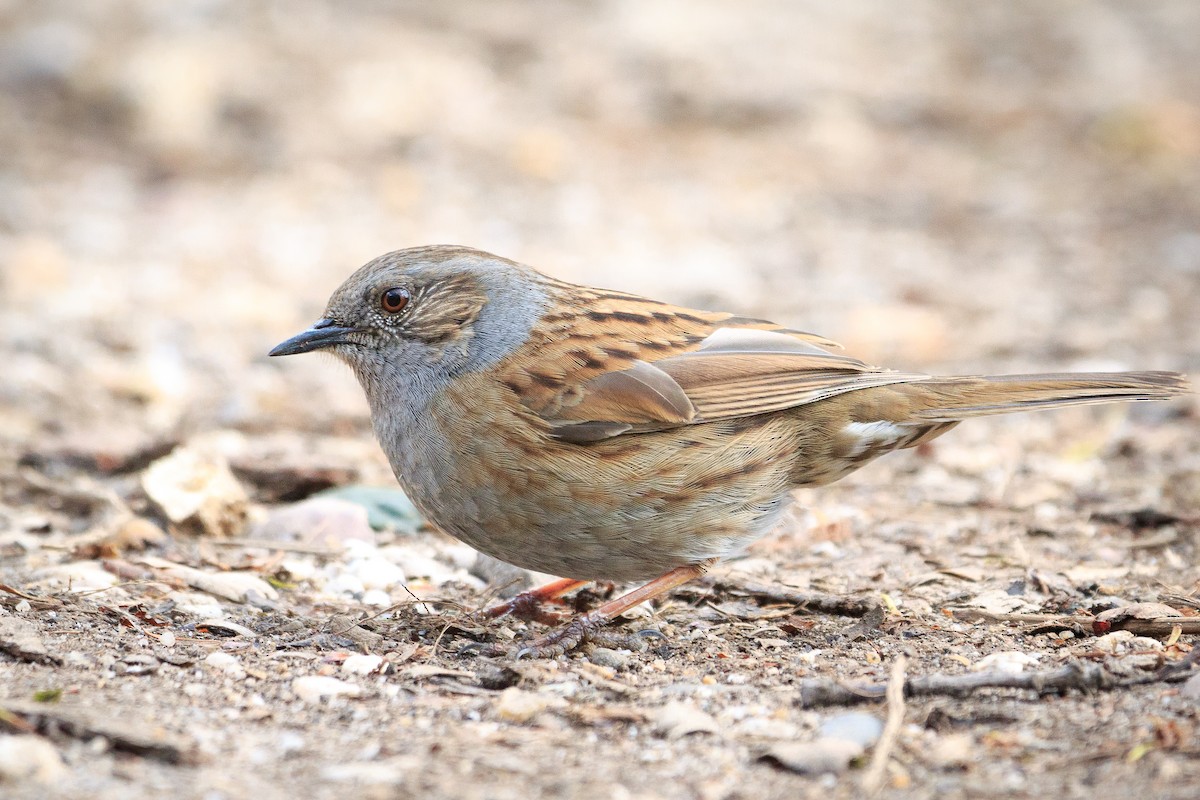 Dunnock - ML327525581