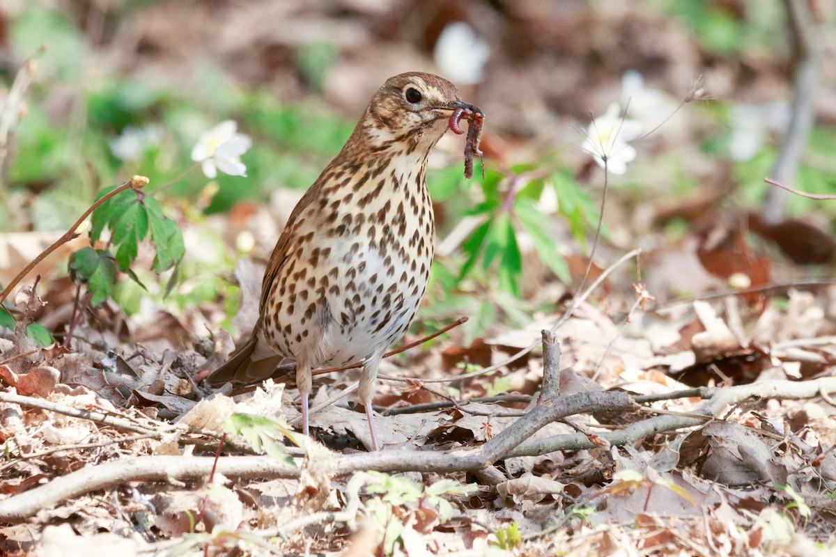 Song Thrush - ML327525681