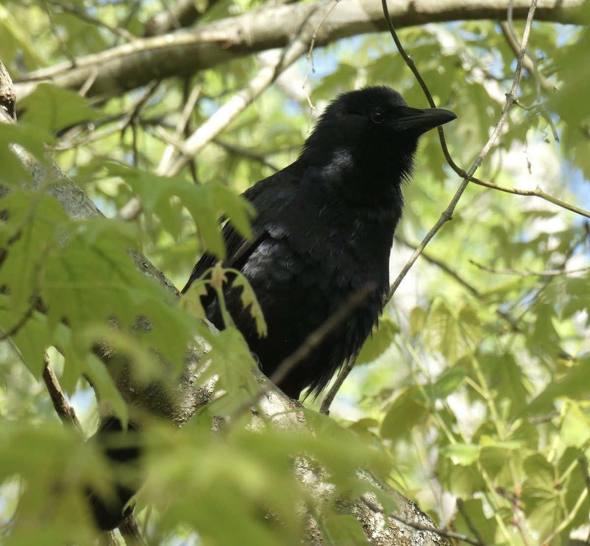 Fish Crow - ML327526031