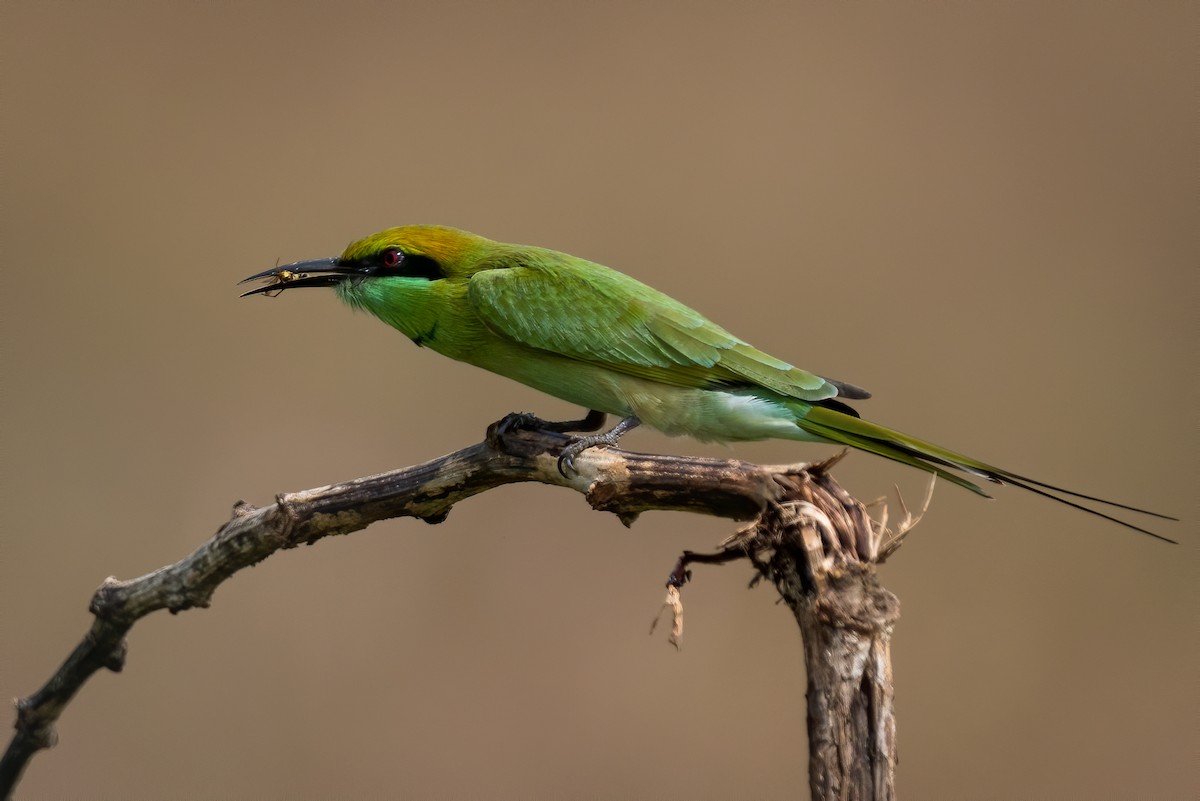 Asian Green Bee-eater - ML327526431