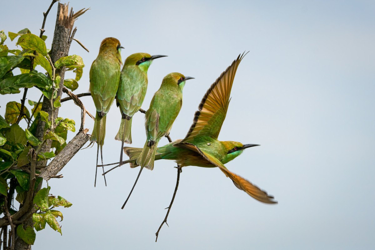Asian Green Bee-eater - ML327526451