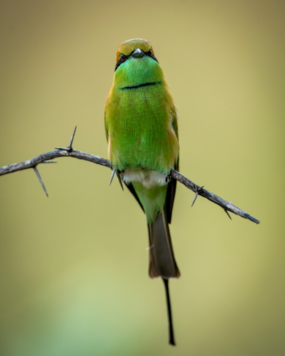 Asian Green Bee-eater - ML327526491