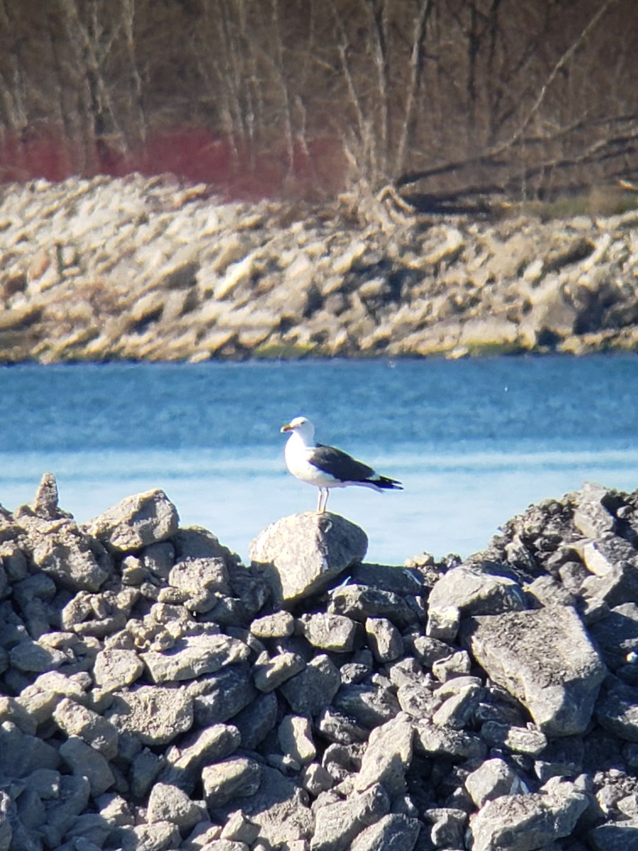 Lesser Black-backed Gull - ML327526661